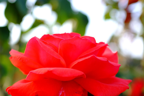 ドフト　ボルケ4951