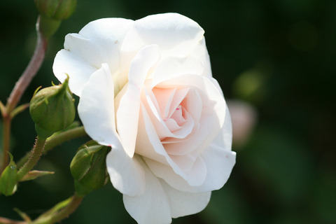 ブライダル　ティアラ (2)