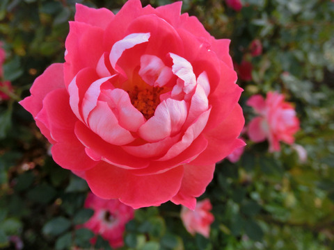 るるsCIMG8236