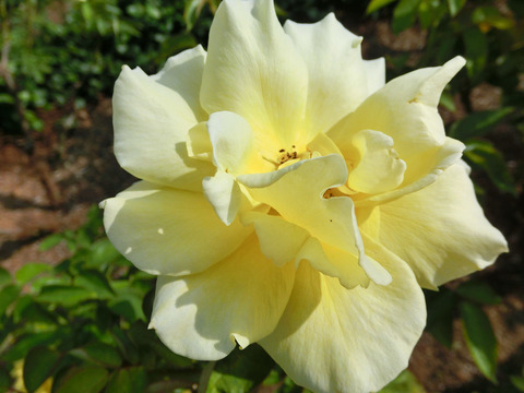 ドフト　ゴールドsCIMG6427