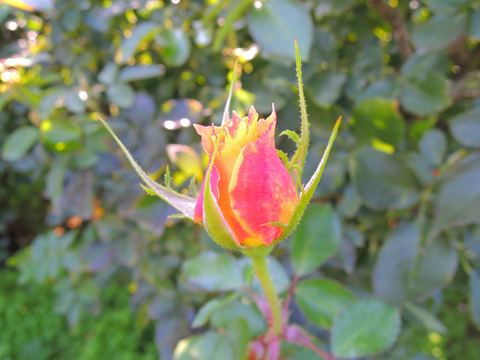 ピュア　ポエトリー4812