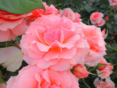 トーナメント　オブ　ローゼズsDSCN6838