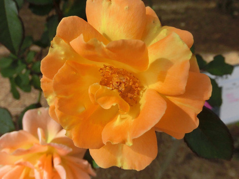 らくえん　楽園　（らくえん）sCIMG6493