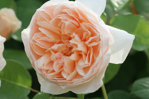 ジェイン　オースチン (2)