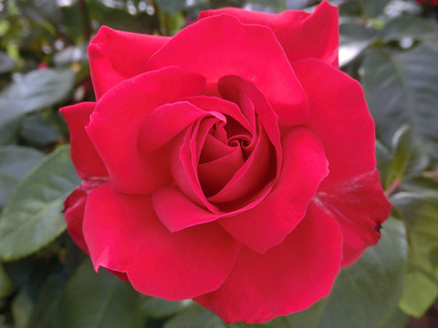 こうさい　光彩sCIMG5235