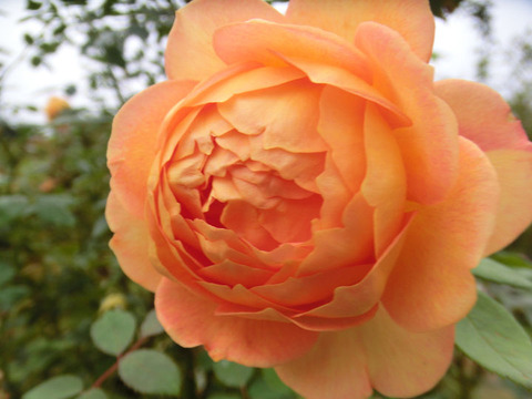 レディ　オブ　シャーロット1833