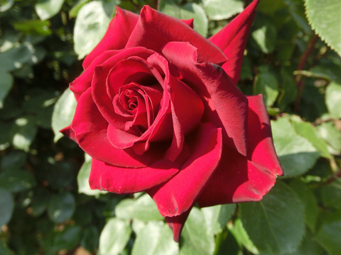 ねつじょう　熱情sCIMG3985