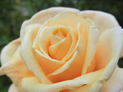 ダイヤモンド　ジュビリー1766