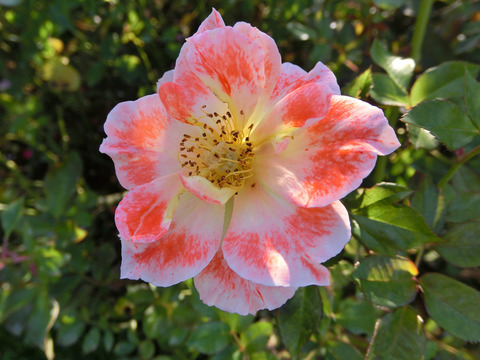 ホット　ファイヤー6894