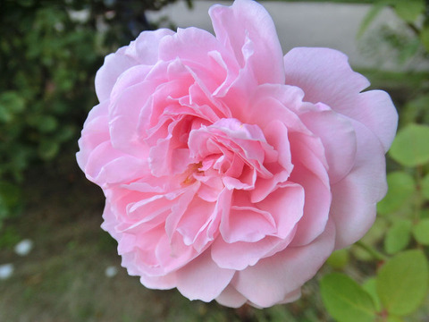 エグランタイン（マサコ）5352