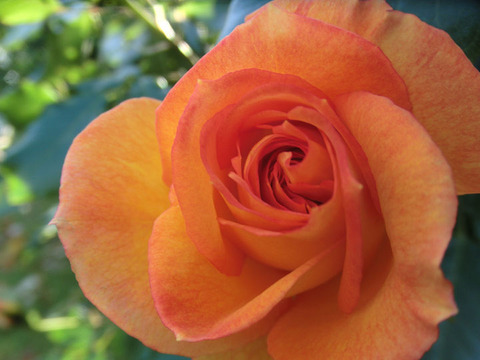 サハラ’９８9123