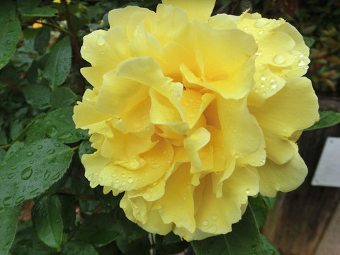 ドフト　ゴールドsCIMG6332