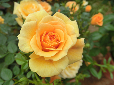 サンチャーム0690