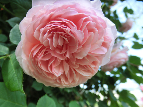 ウィリアム　モリス0418