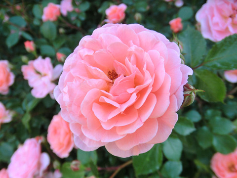 スウィート　ドリフト0646