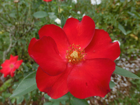 かざぐるまsCIMG7315