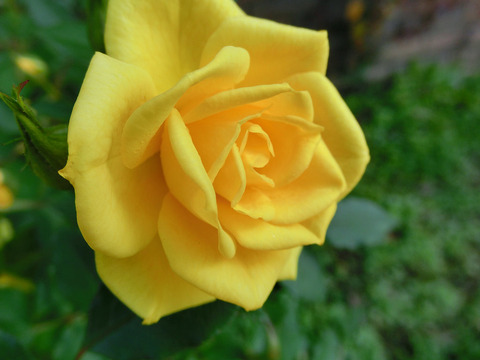 スウィート　ダイアナsCIMG8807