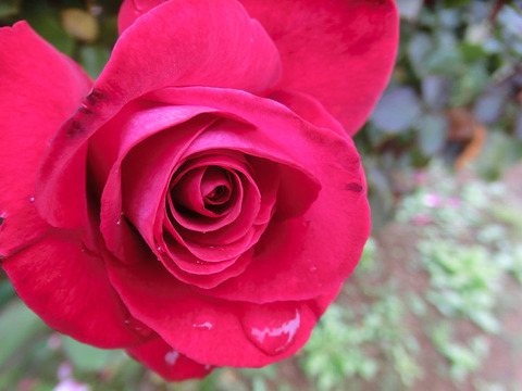 ロナルド　レーガン　ローズ5275