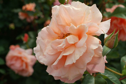 アプリコット　キャンディsDSCF2302