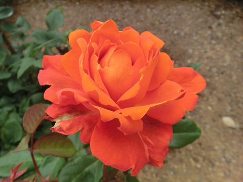 ローズ　５０（ゴーマル）ならしのsCIMG5541