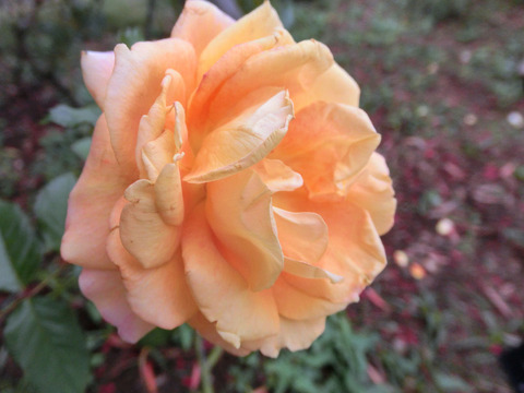 まんよう　万葉sCIMG5104