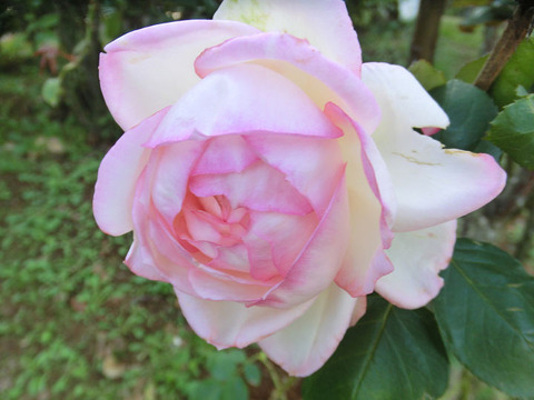 オーナー　ドゥ　バルザック5330