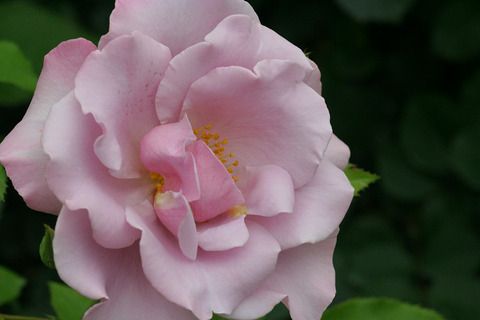 ブルーベリー　ヒル1641