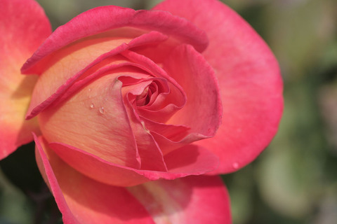 さいうん　彩雲sIMG_4485