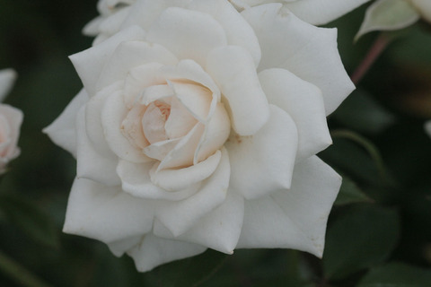 よそおいsIMG_7016