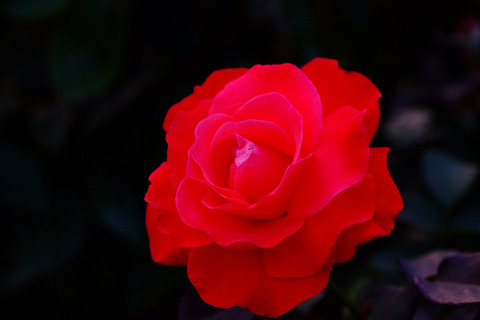 アーティストリー5566