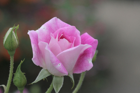 ブリリアント　ピンク　アイスバーグsIMG_6471