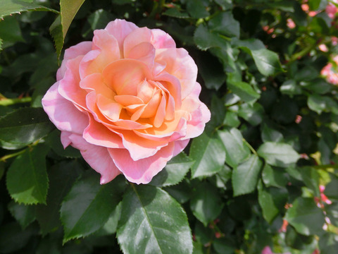 ウーメロsCIMG5225
