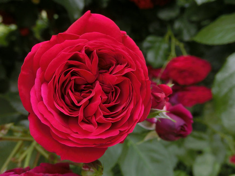 ロートケプヘンsCIMG5583