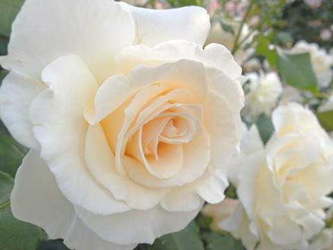 フレンチレース4243