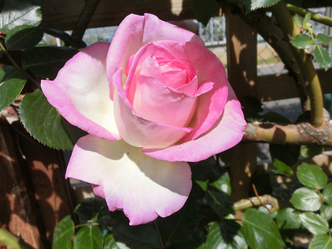 プリンセス　ドゥ　モナコsCIMG4922