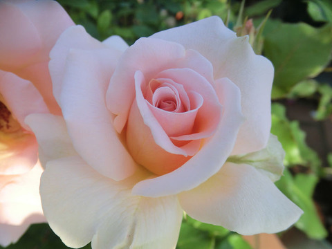 ヨハン　シュトラウス9545