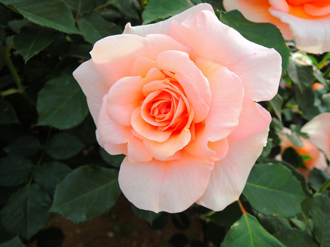 ことね　琴音sDSCN6029