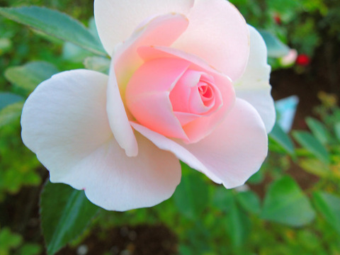 アスピリン　ローズsDSCN9271