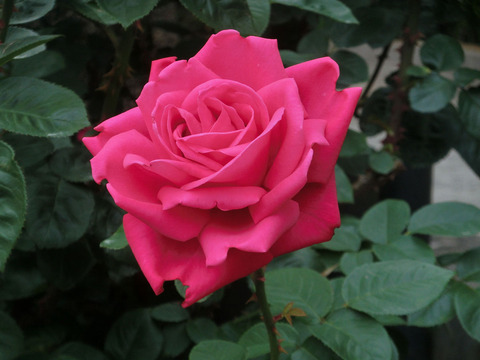 マリア　カラスsCIMG5727