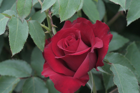 オープニングナイト1837