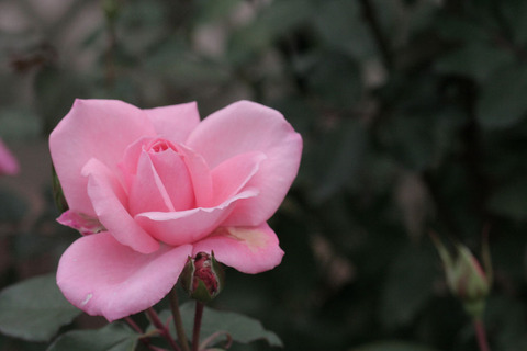 プリンセス　アイコsIMG_4117