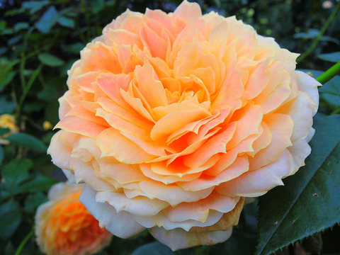 キャラメル　アンティークsDSCN0061