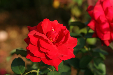 ドフト　ツァーバ　’８４　0444