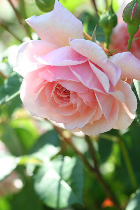 ウィリアム　モーリス