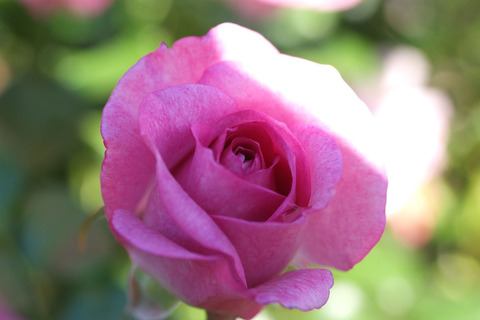 エンチャンティッド　イブニングsDSCF9560