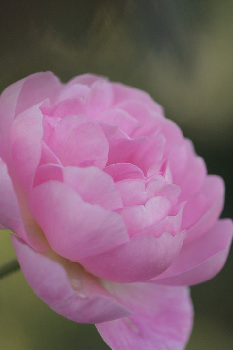 セプタード　アイル