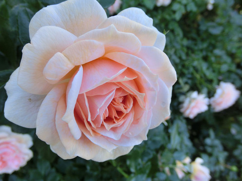 ガーデン　オブ　ローゼズsCIMG8178