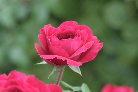 レッド　レオナルド　ダ　ビンチsIMG_6256