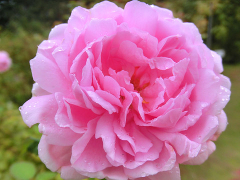 ワイフ　オブ　バス　1346