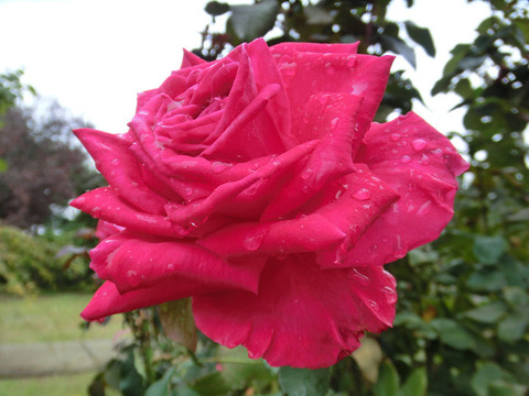 ファースト　ブラッシュ4980